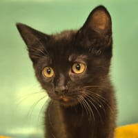 Roxie, chatte à adopter