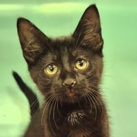 Rosie, chatte à adopter
