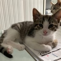 DINOZZO, chat à adopter