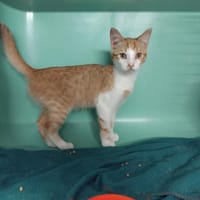 DARAKIEL PAB28905, chat à adopter