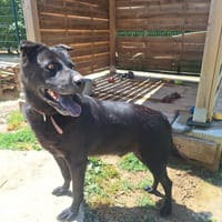 MILORD, chien à adopter