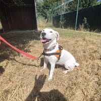 LOUNIE, chienne à adopter