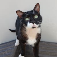 HELIX, chat à adopter