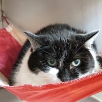 Esquisse, chatte à adopter