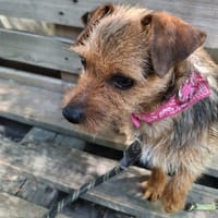 Pépite, chienne à adopter
