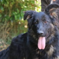 SAPHIRA, chienne à adopter