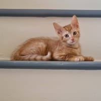 BAMBOU, chat à adopter