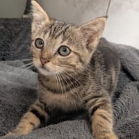TAMATOA, chat à adopter
