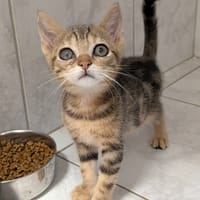 LIROY, chat à adopter