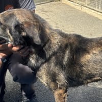 DANI VAA, chien à adopter