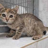SINA, chatte à adopter