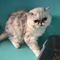 Schalie, chatte à adopter