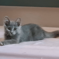 BLEUET, chatte à adopter