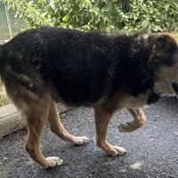 ROSI VAA, chienne à adopter