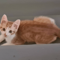 BARTSIE, chat à adopter