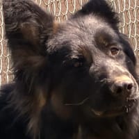 VICTORIA, chienne à adopter