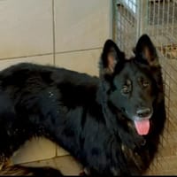 TYO, chien à adopter