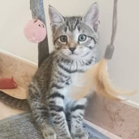 COMETTE CHA, chatte à adopter