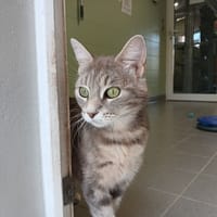 SHANA, chatte à adopter