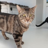 BALI, chat à adopter