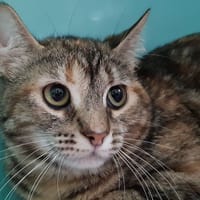 Romy, chatte à adopter