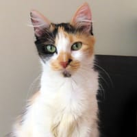 LAMBADA PAB28890, chatte à adopter