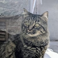 GANDALF, chat à adopter