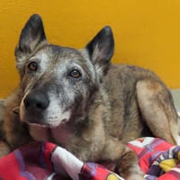 CHOPPER PAA24255, chien à adopter