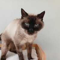 MINA, chatte à adopter