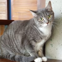 GLORIA CHA, chatte à adopter