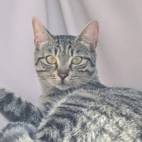 PRINCESSE, chatte à adopter