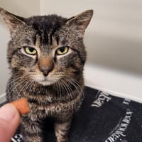 PIO A17383, chat à adopter