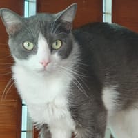 CHACHA CHA, chat à adopter