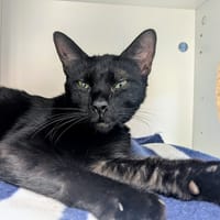 NANA, chatte à adopter
