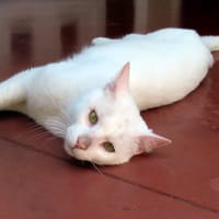 SNOW PAB28816, chat à adopter