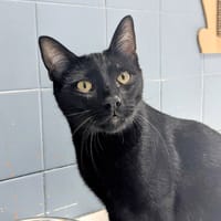 BLACKCOPS, chat à adopter