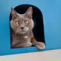 FORTUNIO, chat à adopter