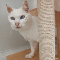 MIA, chatte à adopter