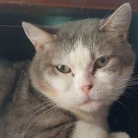 POKAWA CHA, chat à adopter