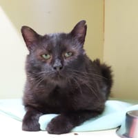 Alpha PAB28669, chat à adopter
