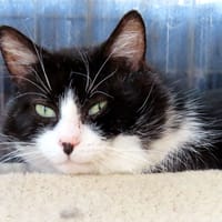 SCOTLAND PAB28737, chat à adopter