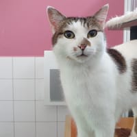 PATY, chatte à adopter