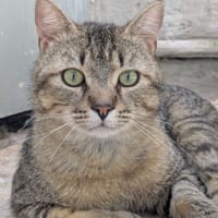 WALDO, chat à adopter