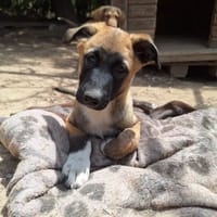 Lippa, chienne à adopter