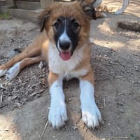 Becca, chienne à adopter