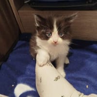 judy, chatte à adopter