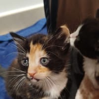 tiana, chatte à adopter