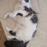 Charlotte, chatte à adopter