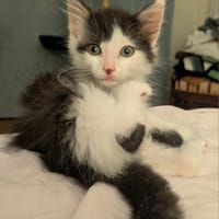 ALBERTINE À ADOPTEE AVEC SON FRÈRE OU SEULE SI VOUS AVEZ DÉJÀ UN CHAT PRÉSENT CHEZ VOUS, chatte à adopter