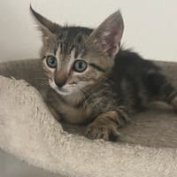 MAYA, chatte à adopter